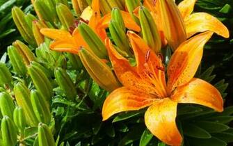 Tiger Lily Wallpaper HD