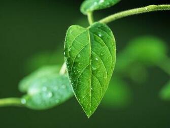 Wallpaper Green Leaf