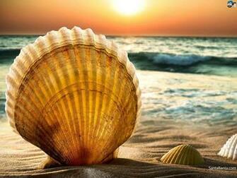 Seashells Wallpaper