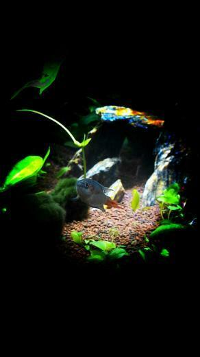 Aquascaping Aquascape Android Phone Wallpaper