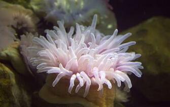 Pink Sea Anemone Wallpaper Background