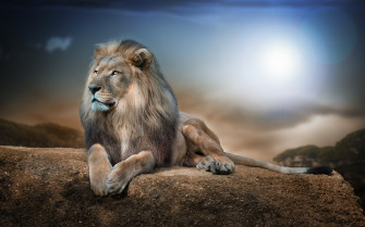 Lion Wallpaper 4k