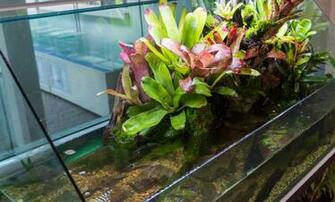 Set Up A Paludarium Plants Tank Build Ideas