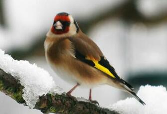 Best Beautiful Wallpaper Sparrow Bird High Resolution