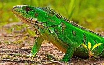 HD Green Iguana Wallpaper