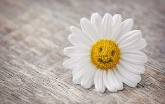 Mood Flower Daisy Smile IwallHD Wallpaper HD