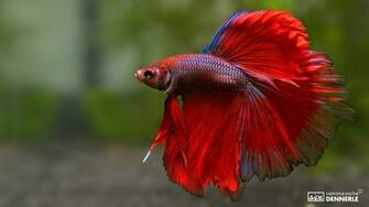 Ramona Osche Fish Natural Shots
