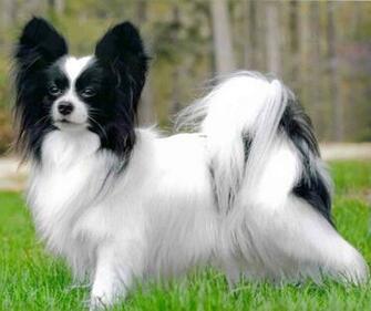 Papillon Dog Picture Wallpaper