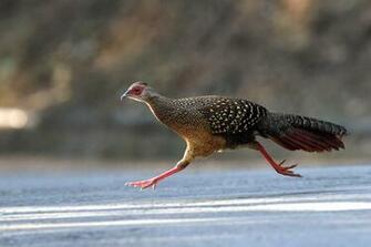 Swinhoe S Pheasant Computer Wallpaper Desktop