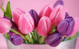 Wallpaper Purple Tulips Flowers