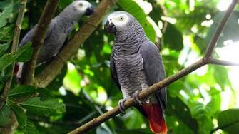 African Grey Parrot Wallpaper HD Wallpaper13