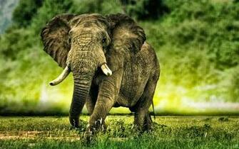 African Elephants HD Wallpaper