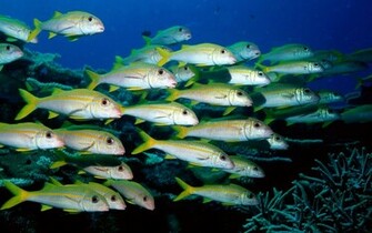 Ocean Life Wallpaper Desktop HD