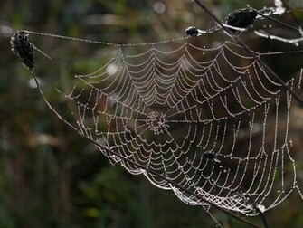 Wet Spider Web Desktop Pc And Mac Wallpaper