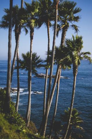 Laguna Beach Wallpaper Image