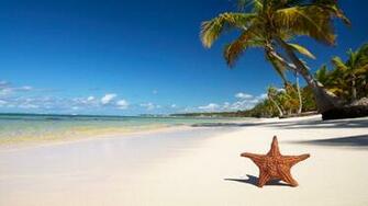 Tropical Beach Wallpaper Starfish