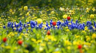 Wallpaper In High Definition Right Click To Save Spring HD Nature