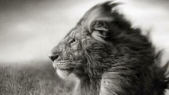 Pre Wallpaper Lion Mane Muzzle Black White Wind Field