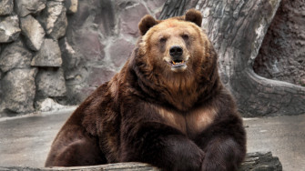 Desktop Bear Wallpaper