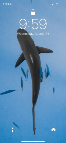 HD Shark Wallpaper iPhone