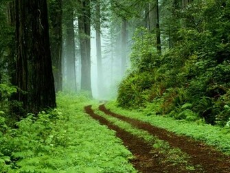 Rainforest Wallpaper