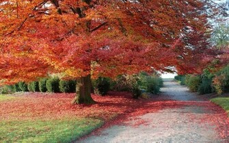 Met Een Grote Boom Herfstbladeren HD Herfst Wallpaper Foto