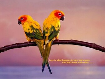 Tag Love Birds Wallpaper Background Photos Image And Pictures