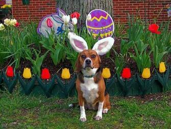 Sounthern Nevada Beagle Rescue Foundation Easter Adoption