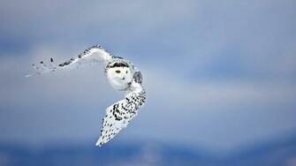 Wallpaper Owl Birds Sky Flying Predator 4k