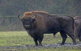 European Bison Wallpaper HD Jpg