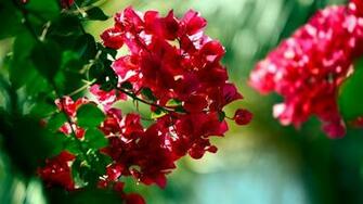 Nature Flowers Bougainvillea Wallpaper