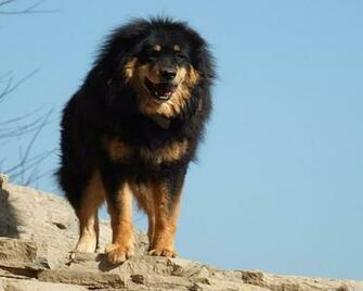 Tibetan Mastiff HD Wallpaper Atlas Animation