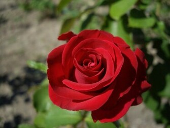 Beautiful Red Rose Wallpaper