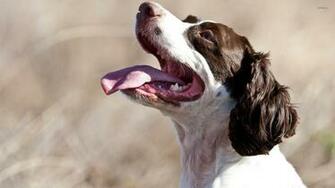 White And Brown Dog Wallpaper Animal