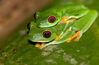 For Beautiful Red Tree Frog Cute Pictures Photos Wallpaper
