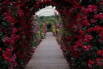 Sun Shines Beautiful Flower Garden Wallpaper