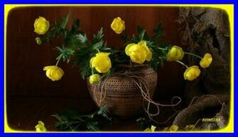 Flowers For My Wife I Love You Trish Wallpaper