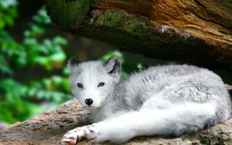 Back Gallery For Baby Wolf Wallpaper