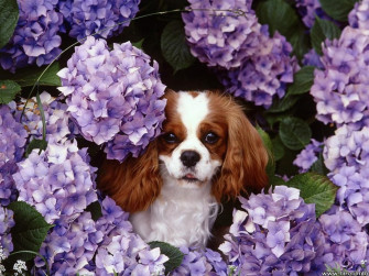 Cavalier King Charles Spaniel With Flowers Photo And Wallpaper