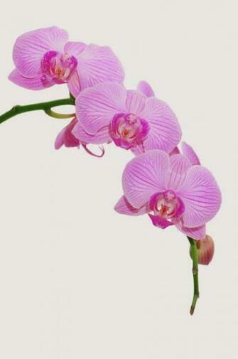 Attractive Pink Orchids Wallpaper Beautiful Desktop