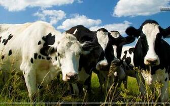 Image Gallery Holstein Cow Wallpaper For