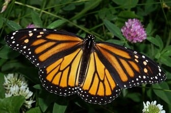 The Monarch Butterfly Wallpaper Pin It