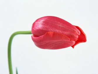 Single Flower Wallpaper