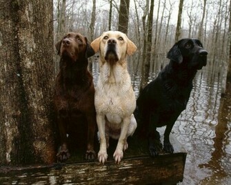 Showing Gallery For Hunting Dog Wallpaper