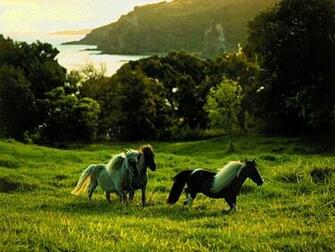 Cool Horse Wallpaper Wallpaper55 Best For Pcs