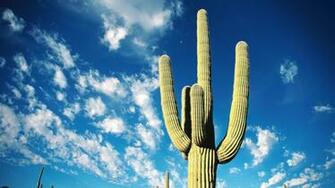 Beautiful Cactus Desktop Wallpaper