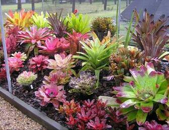 Bromeliads In Australia