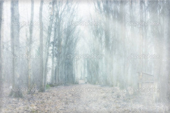 Mystical Forest Wallpaper