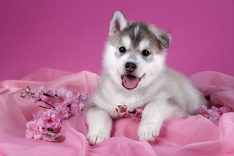 Wallpaper Pink Puppy