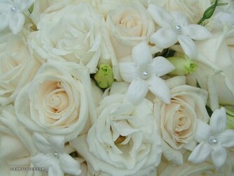 Myspace Background Flowers White Rose Background
